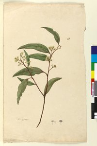 Side 83. Eucalyptus, ca. 1803-06 (wc, kuglepen, blæk og blyant) af John William Lewin