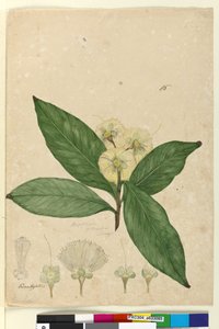 Side 85. Angophora intermedia, ca. 1803-06 (wc, pen, blæk og blyant) af John William Lewin