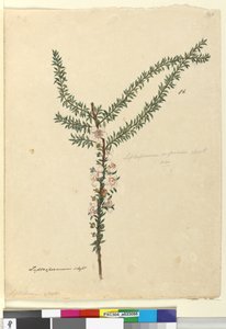Side 86. Leptospermum scoparium, ca. 1803-06 (wc, kuglepen, blæk og blyant) af John William Lewin