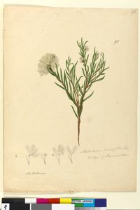 Side 92. Melaleuca linariifolia, ca. 1803-06 (wc, pen, blæk og blyant) af John William Lewin