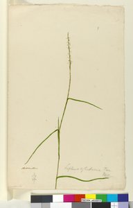 Side 9. Lepturus cylindricus, ca. 1803-06 (wc, pen, blæk og blyant) af John William Lewin