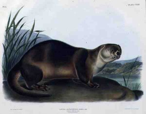 Lutra Canadensis eller Lataxina Mollis (Canada Otter), plade 122 fra 