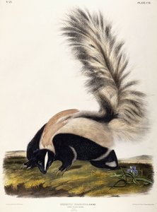Large Tailed Skunk, 1846dani