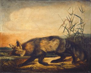 Langhalet rødræv, 18481854.