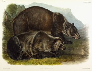 Grizzlybjørn han, 1848 af John Woodhouse Audubon