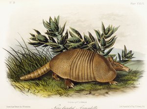 Ni-båndet bæltedyr, 1849-1854 af John Woodhouse Audubon