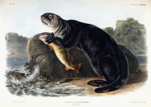 Havodder, ung mand, 1848