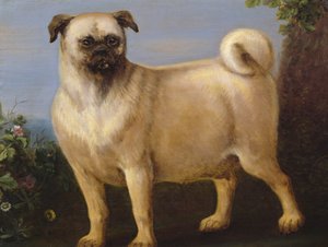 En Mops i et Landskab