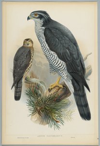 Astur Palumbarius - Gåhøg, tegnet af J. Wolf, graveret af H. C. Richter