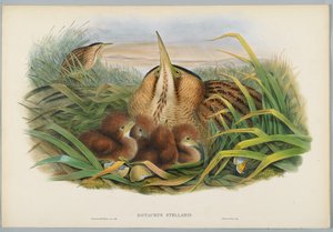 Botaurus Stellaris - Bittern, graveret af H. C. Richter