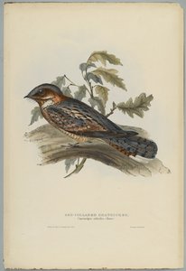 Caprimulgus Ruficollis af John after Gould