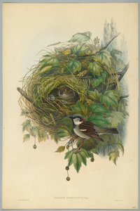 Passer Domesticus - almindelig gråspurv, graveret af H. C. Richter