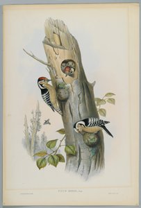 Picus Minor - Lille Spætte, graveret af H. C. Richter