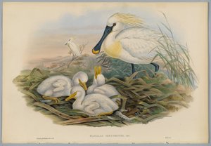 Platalea Leucorodia - Skestork og unge, graveret af H. C. Richter
