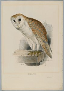 Strix Flammea - Kirkeugle