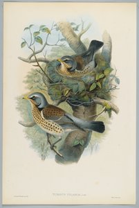 Turdus Pilarus - Enebærdrossel, graveret af H. C. Richter