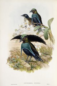 Superb Bird of Paradise (Lophorina Superba) af John and Hart William Gould