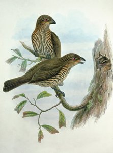 Ailuroedus Dentirostris, Tandnæbbet Kattefugl