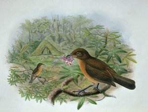 Amblyornis Inornatus, Fuglehovedet Havefugl