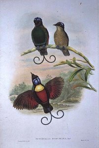 Wilsons Diphyllodes Respuhlica - Paradisfugl