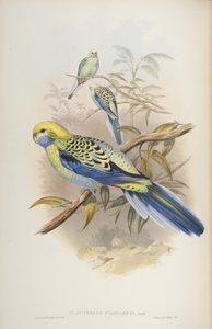 Platycerus cyanogenus, fra The Birds of Australia af John Gould, 1840 af John and Richter Gould