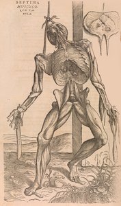 De humani corporis fabrica af den menneskelige krops struktur, 1555. af John of Calcar