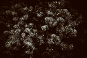 Goodwood Estate i West Sussex, Storbritannien, 2019 (foto) af Jon Nicholson