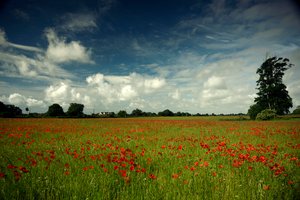 Goodwood Estate i West Sussex, Storbritannien, 2019 (foto) af Jon Nicholson