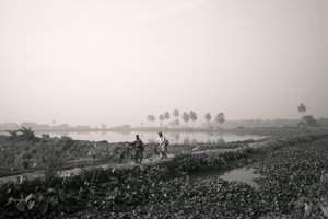 Fiskeri i vådområder i Kolkata, 2016 (foto)