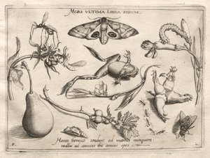 Arketyper og undersøgelser: Døden er linjen, der markerer slutningen på hele del II, plade 5, 1592. af Joris Hoefnagel