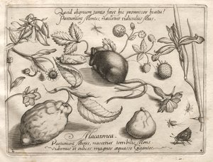 Arketyper og studier: Hvad kan dukke op i overensstemmelse med et sådant hule løfte, 1592. af Joris Hoefnagel
