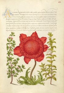 Basilikum timian, valmueanemone og myrte af Joris Hoefnagel