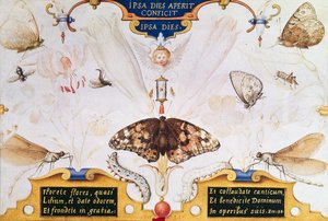 Diptykon med blomster og insekter, 1591 (marouflage & pergament på panel) af Joris Hoefnagel