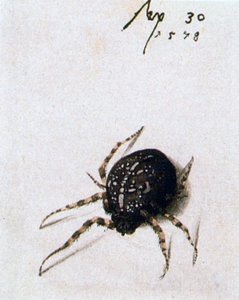 Kvindelig edderkop, 1578 af Joris Hoefnagel