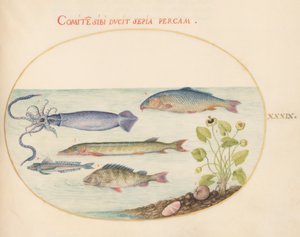 Fish, c.1575-80dani af Joris Hoefnagel