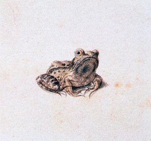Grøn frø, 1500-tallet af Joris Hoefnagel