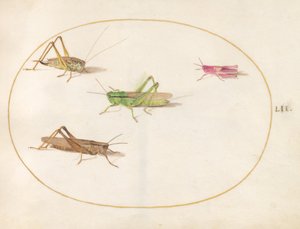 Insekter, ca. 1575-80 af Joris Hoefnagel