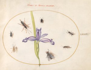 Insekter, ca. 1575-80 af Joris Hoefnagel