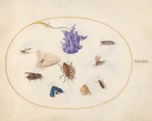 Insekter, ca. 1575-80 af Joris Hoefnagel
