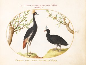 Plade 10: Grey Crowned Crane og Helmeted Curassow af Joris Hoefnagel