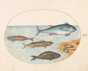 Plade 11: Fire fisk og skaller af Joris Hoefnagel