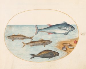 Tavle 11: Fire fisk og skaller af Joris Hoefnagel
