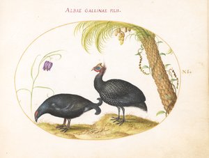 Plade 11: Par Perlehøns med Palme og Fritillaria af Joris Hoefnagel