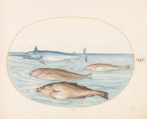 Plade 12: En sværdfisk og tre andre fisk af Joris Hoefnagel
