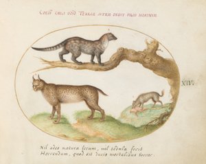 Plade 14: En Civet, en Lynx og en Hyæne af Joris Hoefnagel