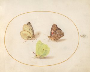 Tavle 14: citronsommerfugl, tidselsommerfugl og orange høsommerfugl af Joris Hoefnagel
