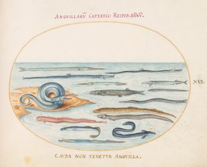 Plade 16: Ål, Pipefish og Needlefish af Joris Hoefnagel