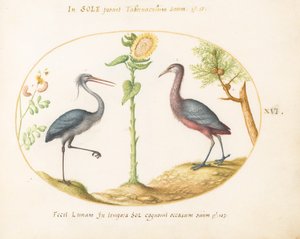 Plade 16: To hejrer(?) med en solsikke af Joris Hoefnagel