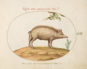 Plade 18: En gris med agern af Joris Hoefnagel