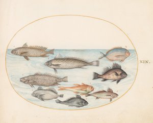 Tallerken 19: En damselfish og andre fisk, inklusive to "Coracinis" af Joris Hoefnagel